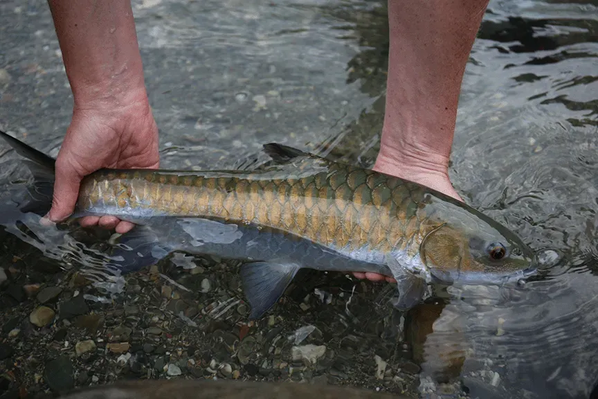 Golden Mahseer fishing in Bhutan